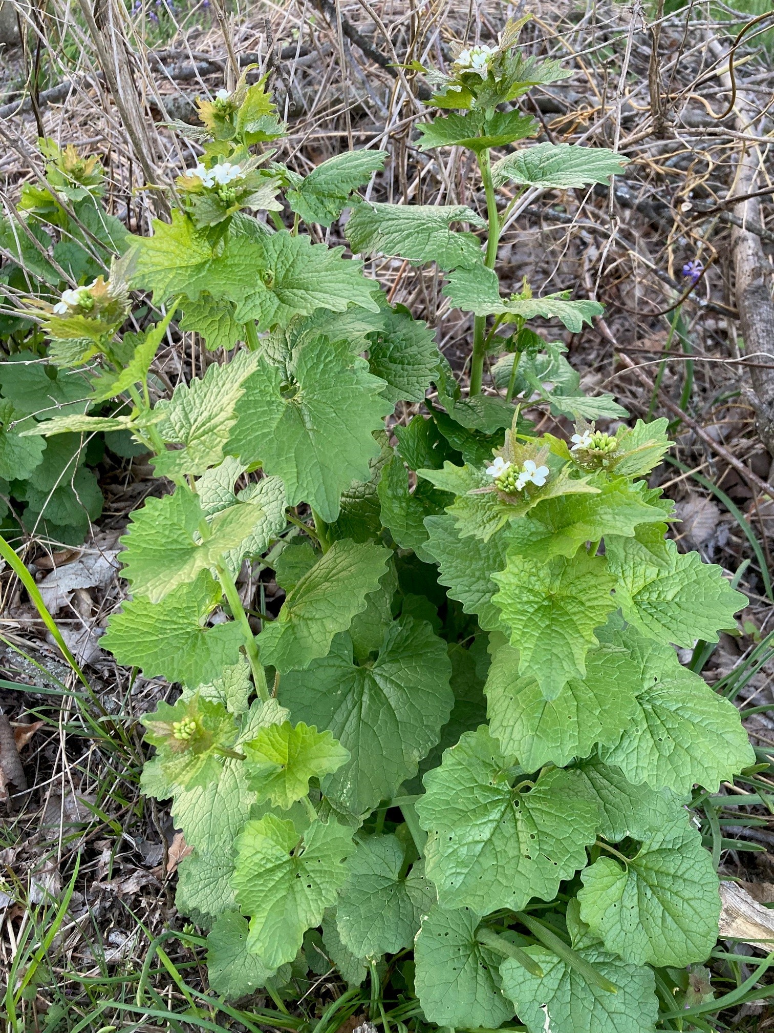 Michigan's Worst Woodland Weed Garlic Mustard Wedel's Nursery, Florist, & Garden Center